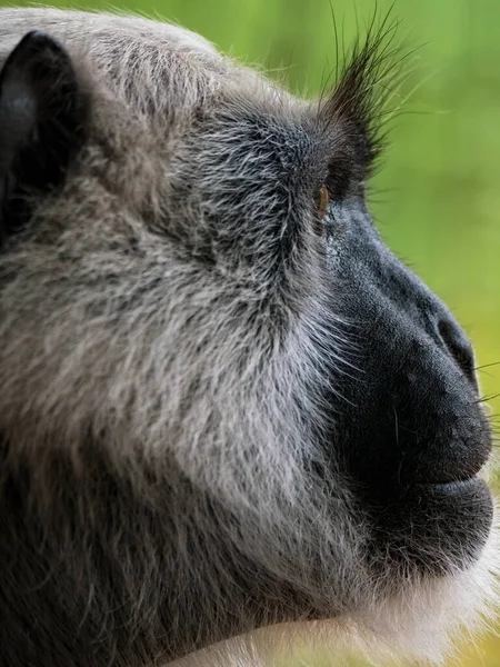 Close-up de Hanuman langoer macaco — Fotografia de Stock