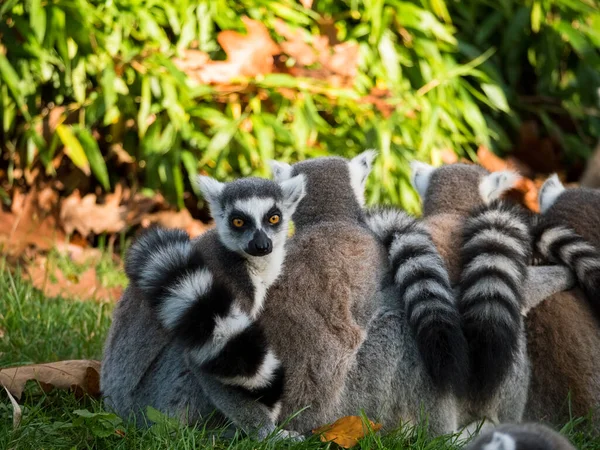 Grupo de monos lémur de cola anillada — Foto de Stock