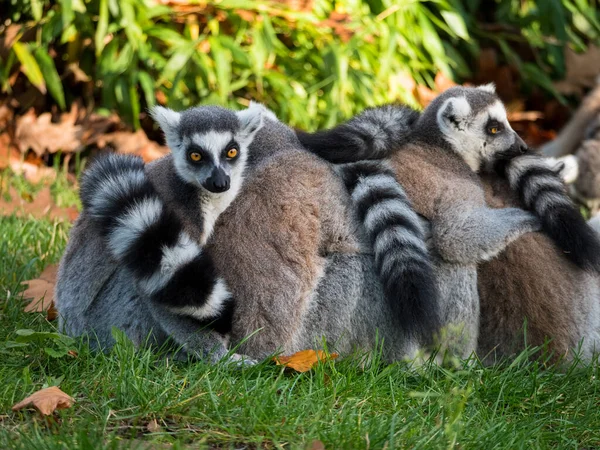 Grupo de macacos-lémures-de-cauda-anelada — Fotografia de Stock