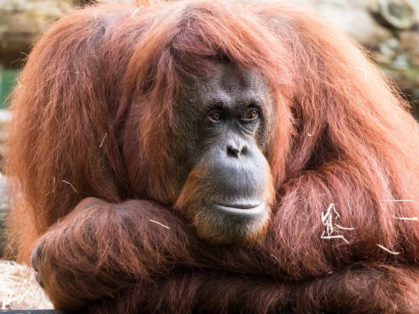 Primer plano de un orangután adulto — Foto de Stock