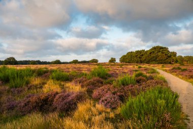 Hollanda, Blaricummerheide 'de gün doğumunda çiçek açan fundalık