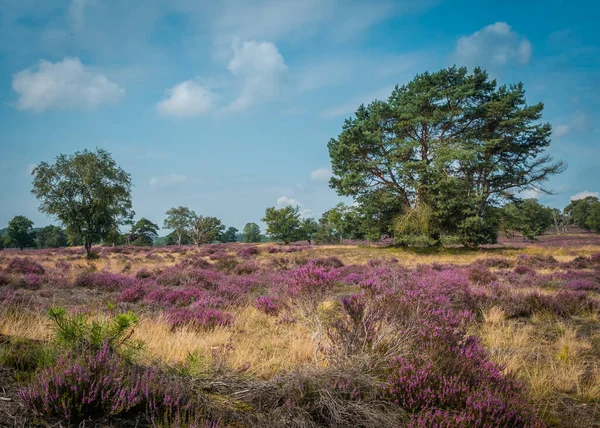 Heathland cu copaci dimineața devreme — Fotografie, imagine de stoc