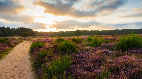 Virágzó hanga napkeltekor Blaricummerheide, Hollandia — Stock Fotó