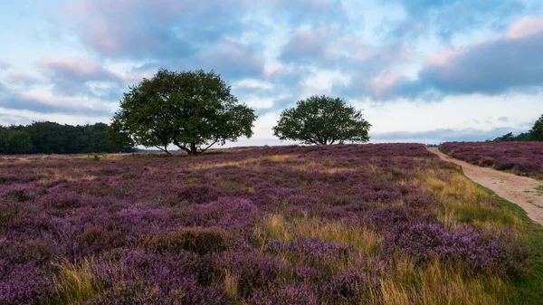 Heathland with trees early in the morning — Stock Photo, Image