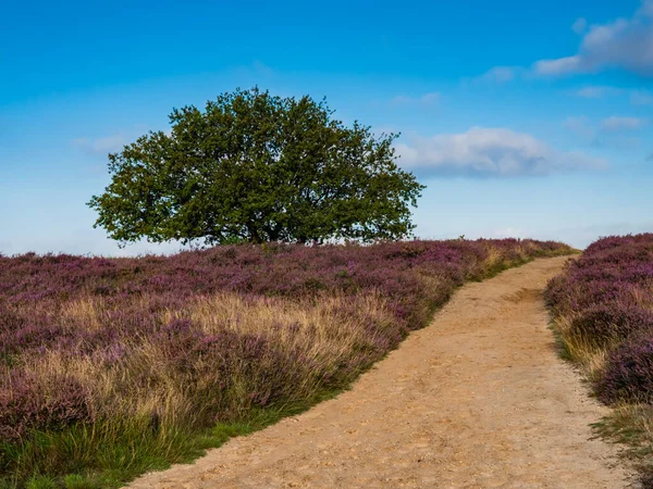 Path through blooming heather at sunrise, — Stock Photo, Image