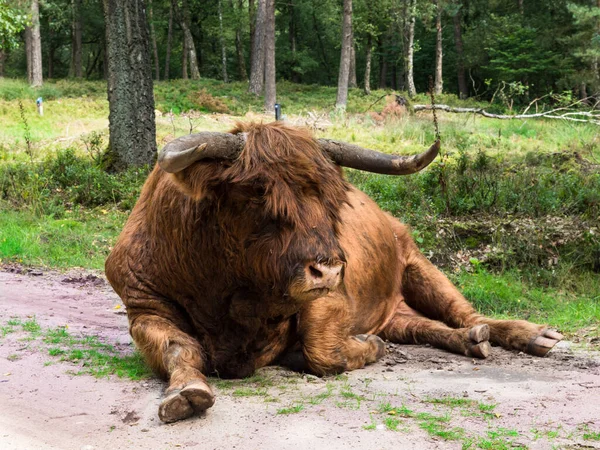 Skót hegyvidéki tehén holland tájképben — Stock Fotó