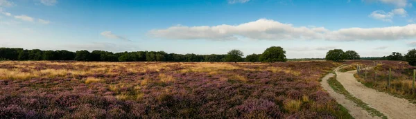 Panorama de bruyère avec des arbres tôt le matin — Photo