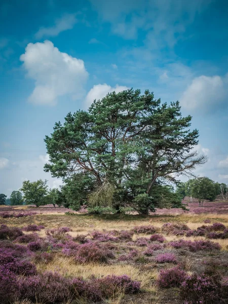 Heathland cu copaci dimineața devreme — Fotografie, imagine de stoc