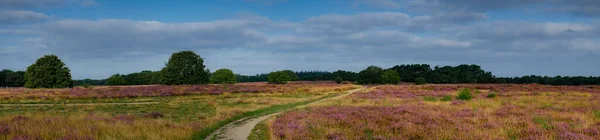 Panorama of heathland with trees early in the morning — Stock Photo, Image