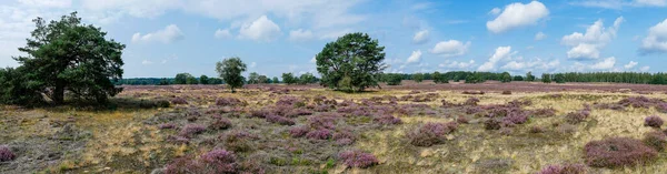 A Heathland panorámája fákkal kora reggel — Stock Fotó