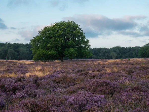 Heathland with trees early in the morning — Stock Photo, Image