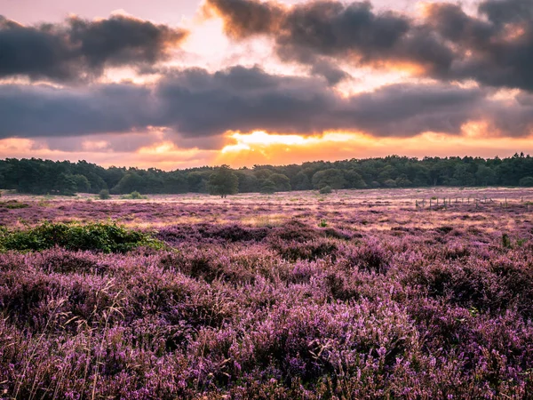 Blooming heather at sunrise at Blaricummerheide, Netherlands — Stock Photo, Image