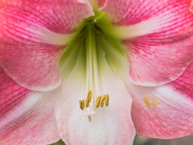 pembe reddisch nergis zambağı