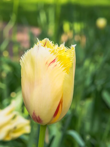 Żółty i czerwony tulipan — Zdjęcie stockowe