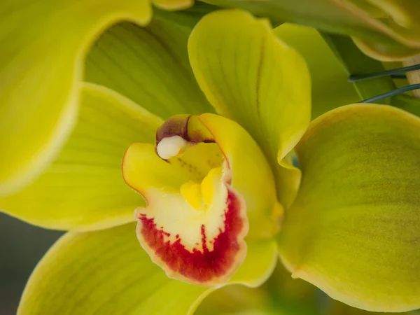 Orchidée verte à feuilles — Photo