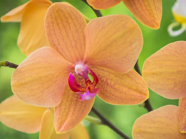 Yellow and pink colored orchid — Stock Photo, Image