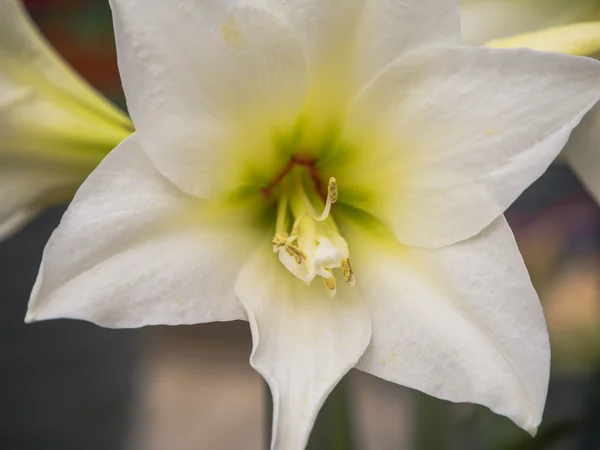 Flor amarílica branca — Fotografia de Stock