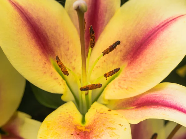 Orange yellowish lily flower — Stock Photo, Image