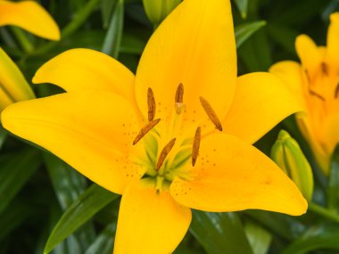 Sarı zambak Close-Up