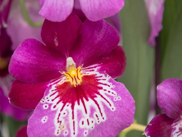 Purpurfarbene Orchideen — Stockfoto