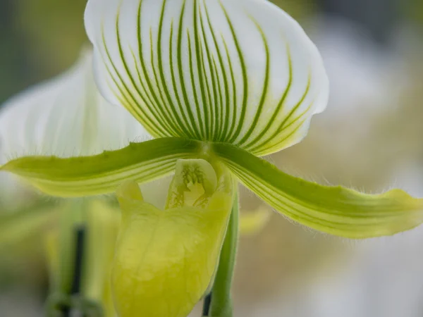 Green and white striped orchid — Stock Photo, Image