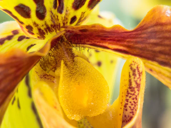 Heart of a bright yellow orchid — Stock Photo, Image