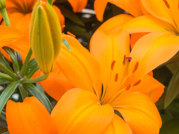 Close-up of orange lilies — Stock Photo, Image