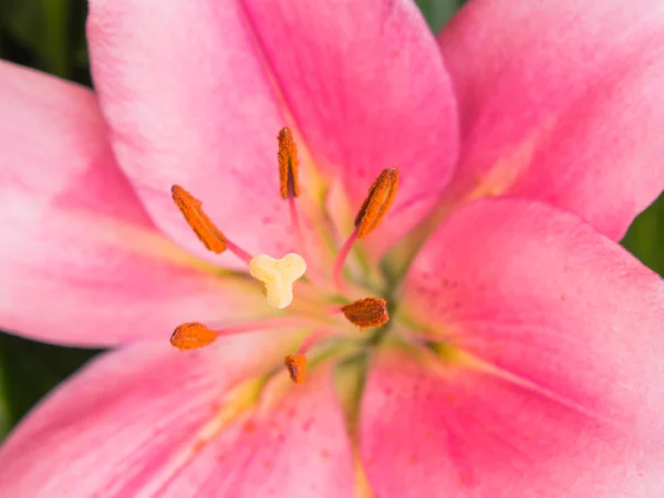 Stigma and anthers of a pink lily — Stock Photo, Image