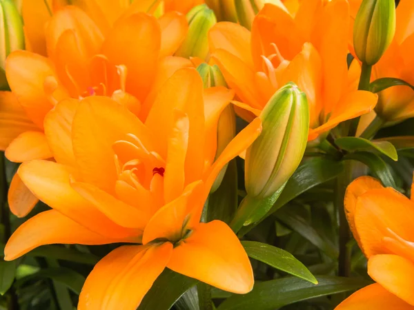 Close-up of orange lilies — Stock Photo, Image