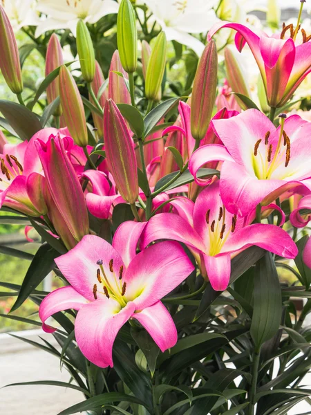 Close-up of pink lilies — Stock Photo, Image