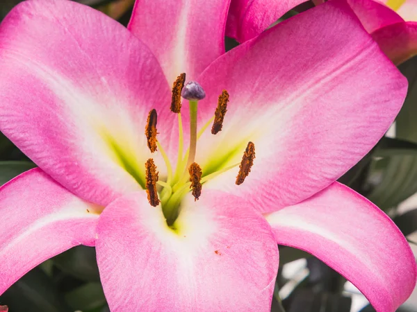 Anthers and stigma of a pink colored lily — Stock Photo, Image