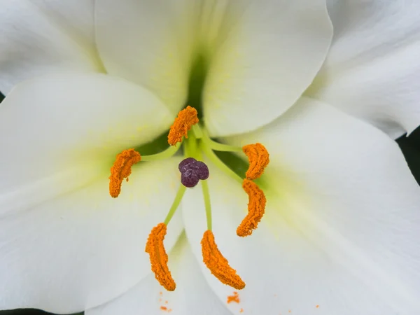 Pétalos, estigma y anteras de un lirio blanco — Foto de Stock