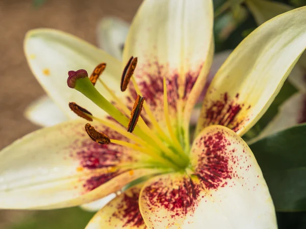 Blütenblätter, Stigma und Anther der weißen Lilie — Stockfoto
