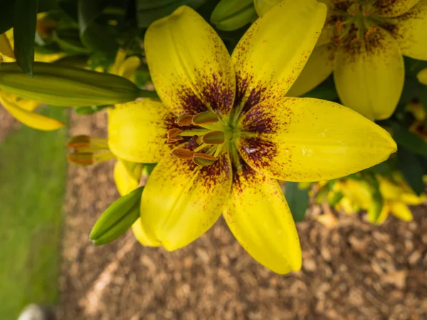 Yellow lily with a brown heart and anthers — Stock Photo, Image