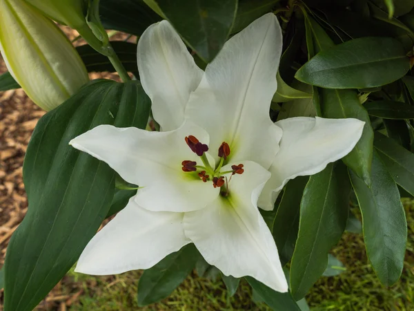 Tulipani arancioni in luce solare intensa — Foto Stock