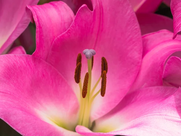 Blütenblätter, Stigma und Anther einer rosa Lilie — Stockfoto