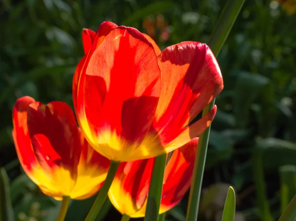 Pomarańczowe tulipany w jasnym świetle słonecznym — Zdjęcie stockowe