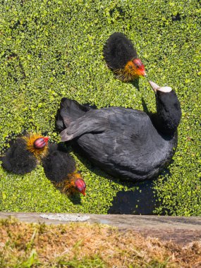 Onun genç kız besleme Sakarmeke