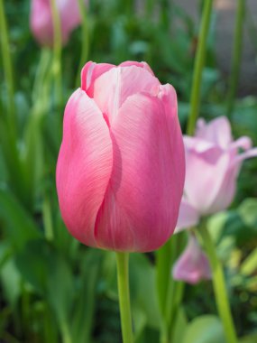 Tek bir Pembe Lale Close-Up