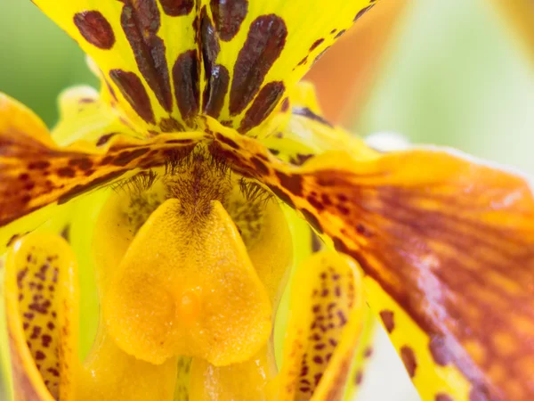 Orhidee galbenă și roșiatică colorată — Fotografie, imagine de stoc