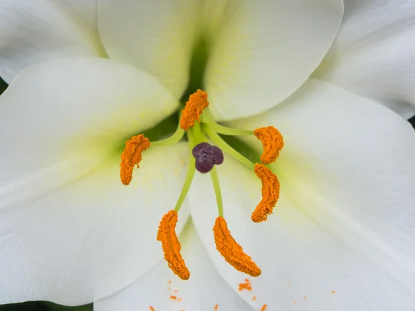 Blütenblätter, Stigma und Anther einer weißen Lilie — Stockfoto