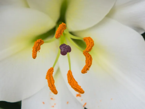 Petals, stigma and anthers of a white lily — Stock Photo, Image