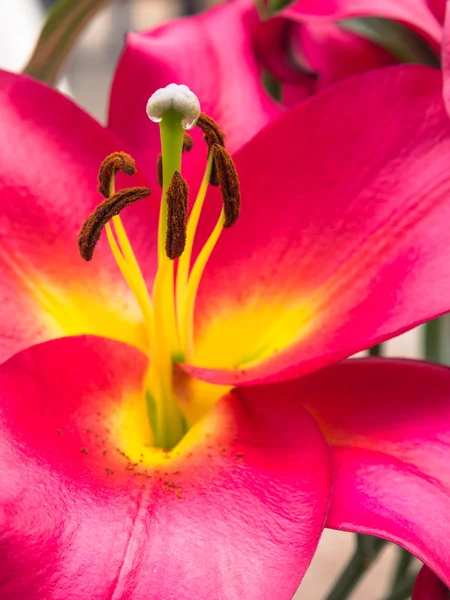 Pétales, stigmates et anthères d'un lis rose — Photo