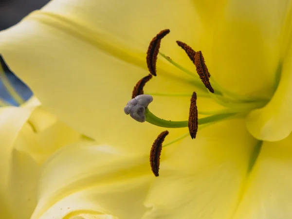 Petals, stigma and anthers of a yellow lily — Stock Photo, Image