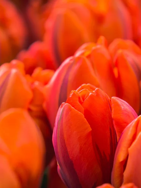 Primer plano de los tulipanes naranjas — Foto de Stock