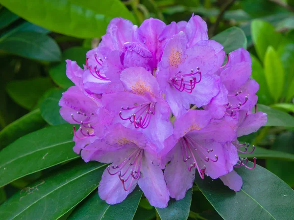 Violette Azaleen-Blume — Stockfoto