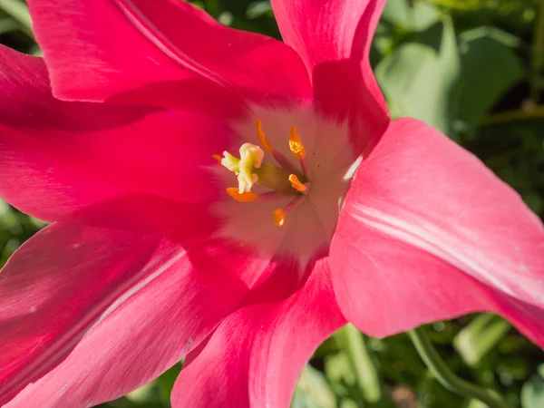 Blütenblätter, Stigma und Anther einer rosa Lilie — Stockfoto