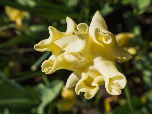 Tulipa amarela murcha — Fotografia de Stock