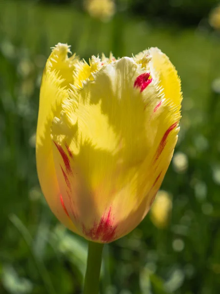 Żółty tulipan z czerwonych bujań — Zdjęcie stockowe