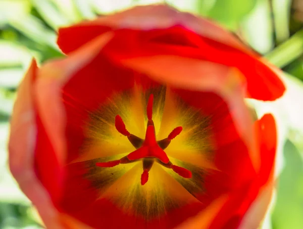 Kijkje in een oranje tulp — Stockfoto